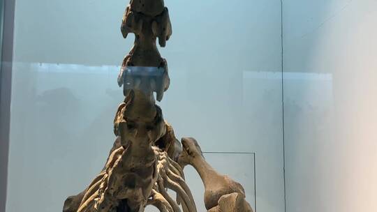 【镜头合集】原始人骨架骷髅人类起源视频素材模板下载