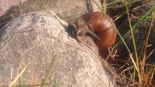 岩石上的大蜗牛特写