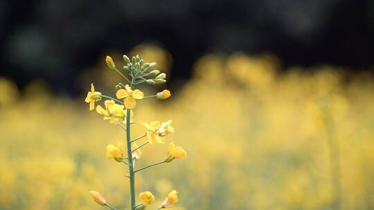 油菜花实拍特写