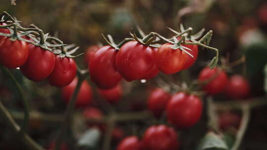 生长中成熟的番茄 西红柿