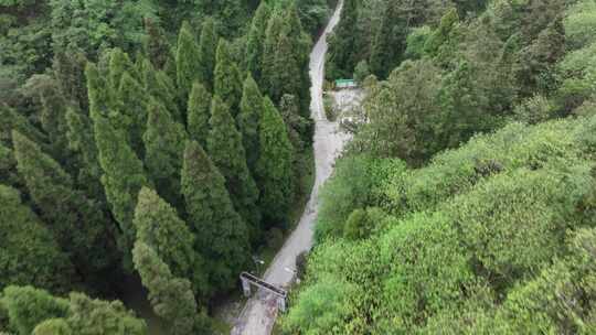 俯拍林场小道