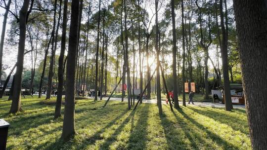 阳光穿过公园里的树林