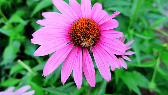 微距特写：小蜜蜂在粉色野菊花的花蕊中采蜜