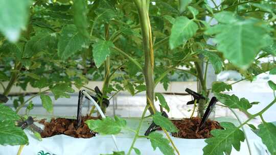 现代化温室大棚合集