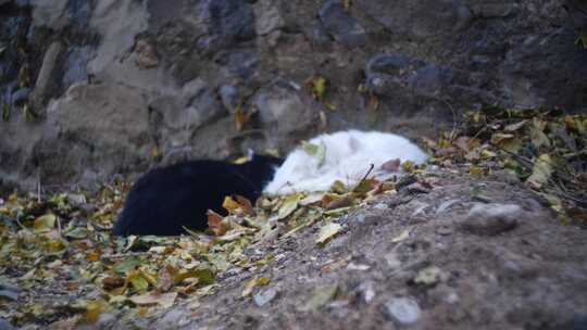 黑猫白猫