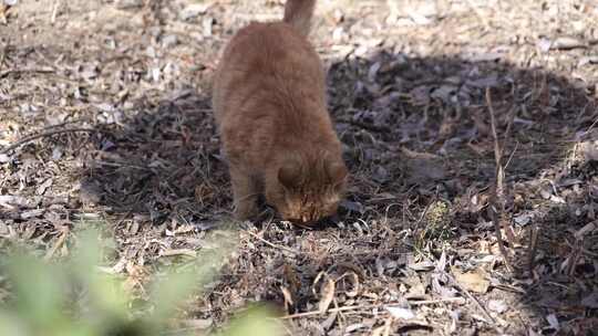 猫咪 小猫 猫 橘猫 动物