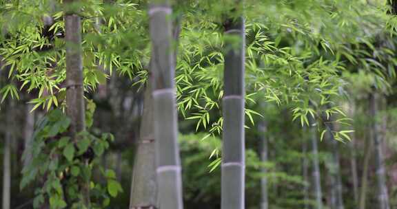 夏季竹林绿毛竹竹节翠绿