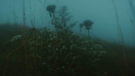 植物，雾，雾，天气