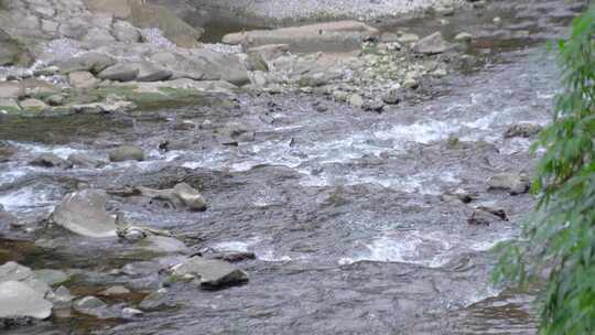 山间小溪 清澈的溪水 空镜头视频素材模板下载