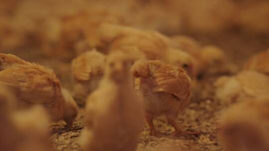 小鸡养殖场6视频素材模板下载
