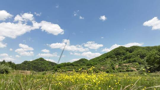 内蒙古呼伦贝尔大草原森林树林氧吧空气环保