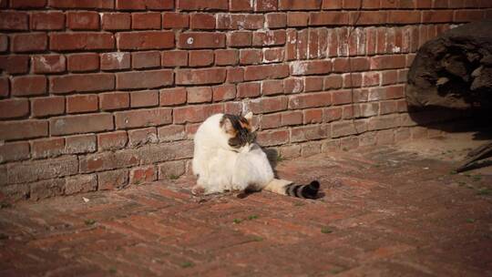 猫在墙角街边舔毛