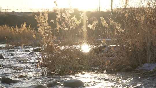 芦苇 草 风景 晚霞 湿地 夕阳