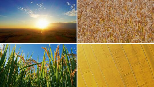 水稻 稻田 抚摸稻穗高清在线视频素材下载