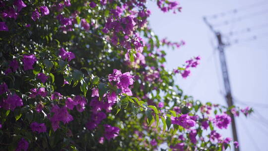 早春花特写