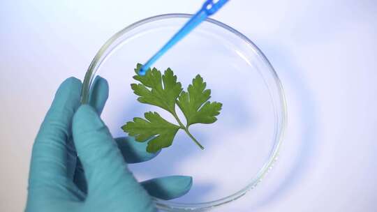 现代实验室的科学家研究转基因植物