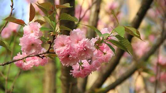 春分时节盛开的日本晚樱花实拍