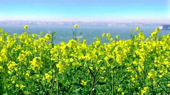 油菜花田油菜花开