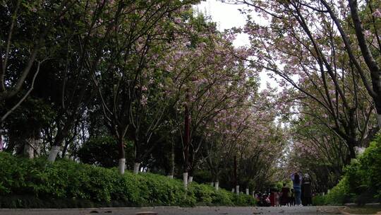 实拍樱花林樱花盛开