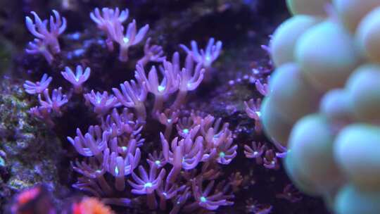 气泡珊瑚