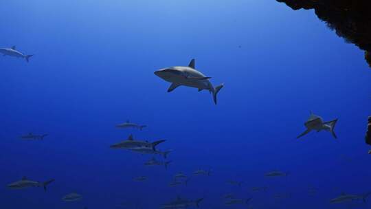 深海鲨鱼群
