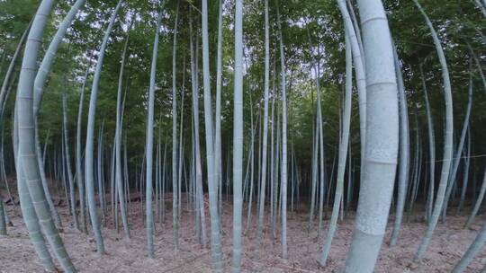 佘山竹林