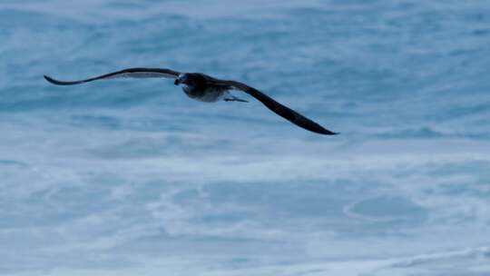 大海海鸥飞翔海鸟飞翔飞行飞鸟慢镜头