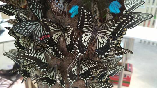 满树蝴蝶标本