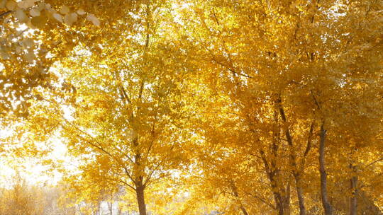 秋季 金色胡杨林 满树金黄 明亮画面