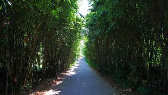 公园里的阳光竹林小路