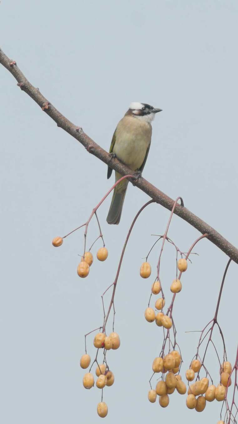 秋日苦楝枝头的白头鹎：一抹孤影与斑驳秋光