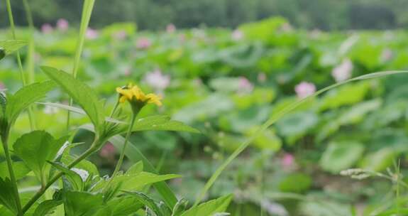 小黄花荷花荷叶空镜头「升格」