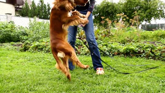 英国可卡犬在花园里玩