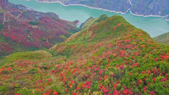 航拍巫峡红叶