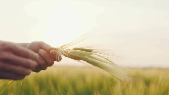 小麦 麦田 丰收 麦浪 青麦 小麦生长