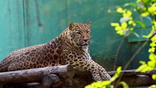 趴在木头上休息的花豹