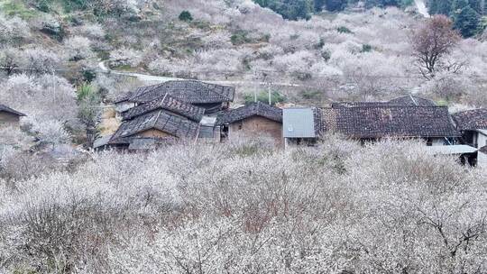 福州永泰青梅花航拍（葛岭万石村）4