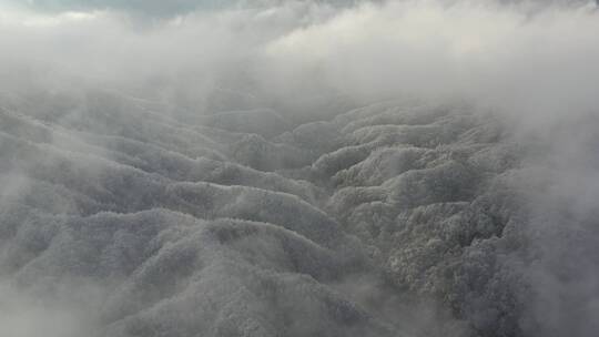 森林-航拍森林-大自然森林云雾-云海雪景