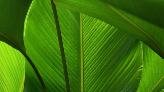 热带的植物视频素材模板下载