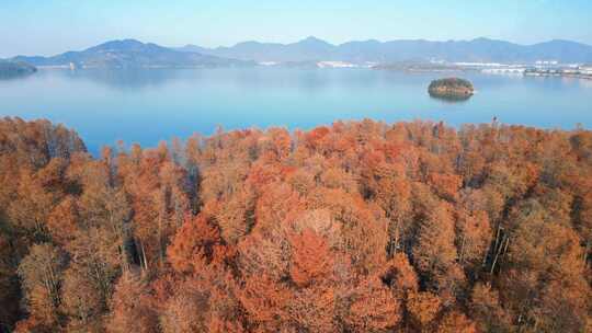 浙江省余姚市四明湖边的池杉风光视频素材模板下载