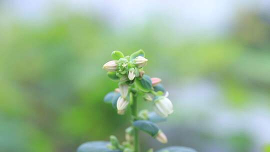 春天蓝莓开花