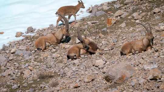 坐在岩石地面上的阿尔卑斯山Ibex