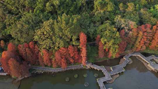 深圳仙湖植物园水杉秋色航拍视频素材模板下载