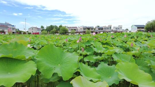 荷花池素材