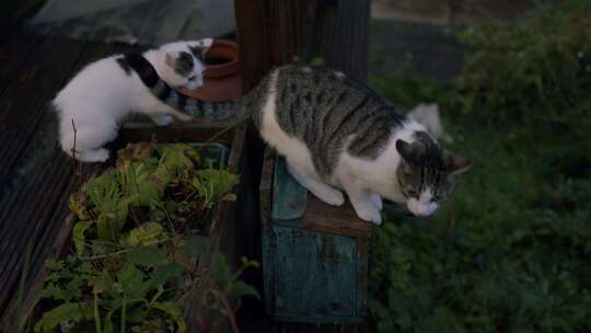 猫，小猫，外面，花园