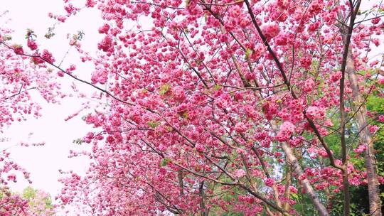 粉红色的樱花