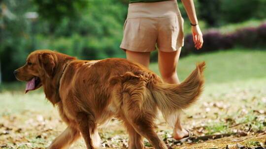 美女和宠物狗金毛犬在夏日公园视频素材模板下载