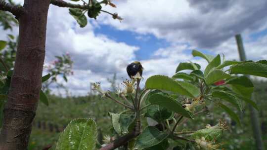 蜜蜂，授粉，昆虫，大黄蜂