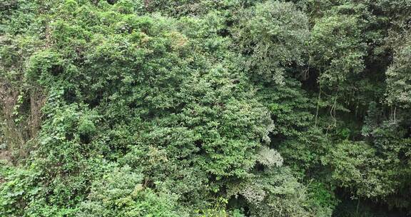 海南雷琼海口火山群