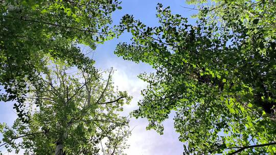 春天阳光下生长的绿色枫树枝叶随风摆动视频素材模板下载